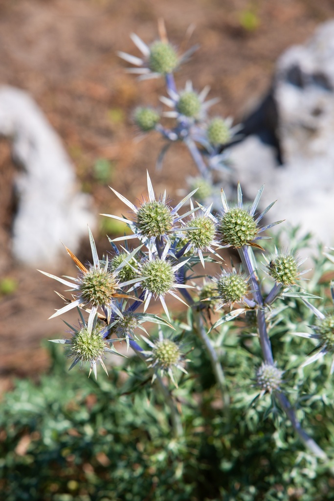 Eryngium bourgatii