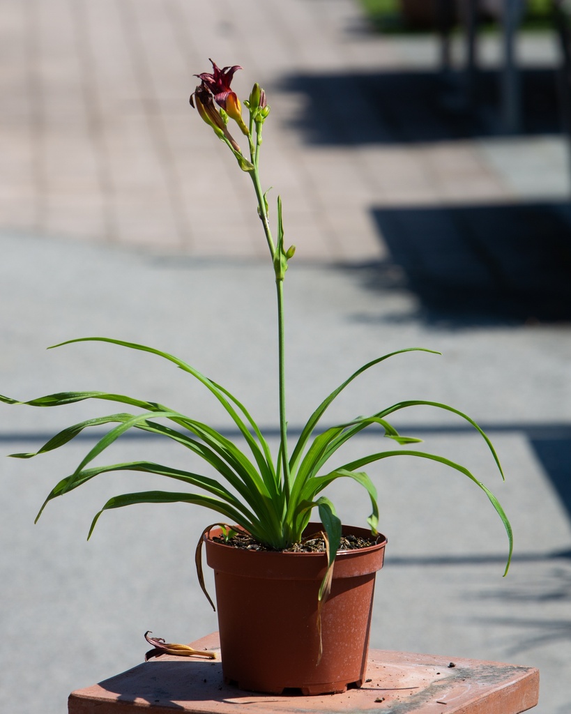Hemerocallis 'Pardon Me'