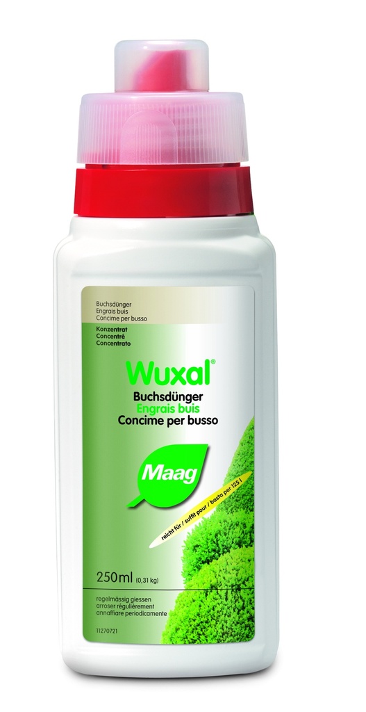 Oenanthe Aquatica Variegatus