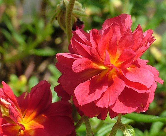 Helianthemum 'Cerise Queen'