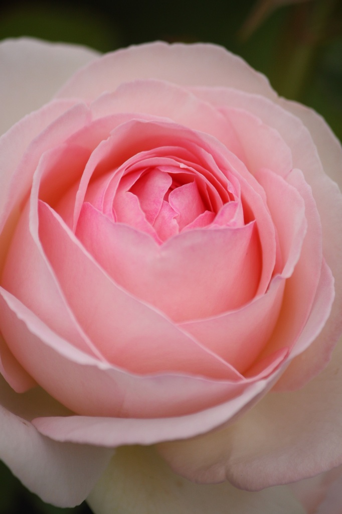 Rosier grimpant 'Pierre de Ronsard '