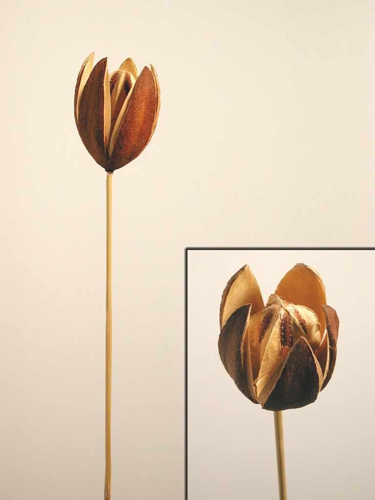 Wildlilie angestielt natur