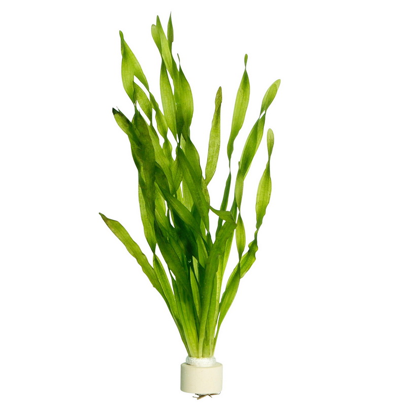 Vallisneria Asiatica