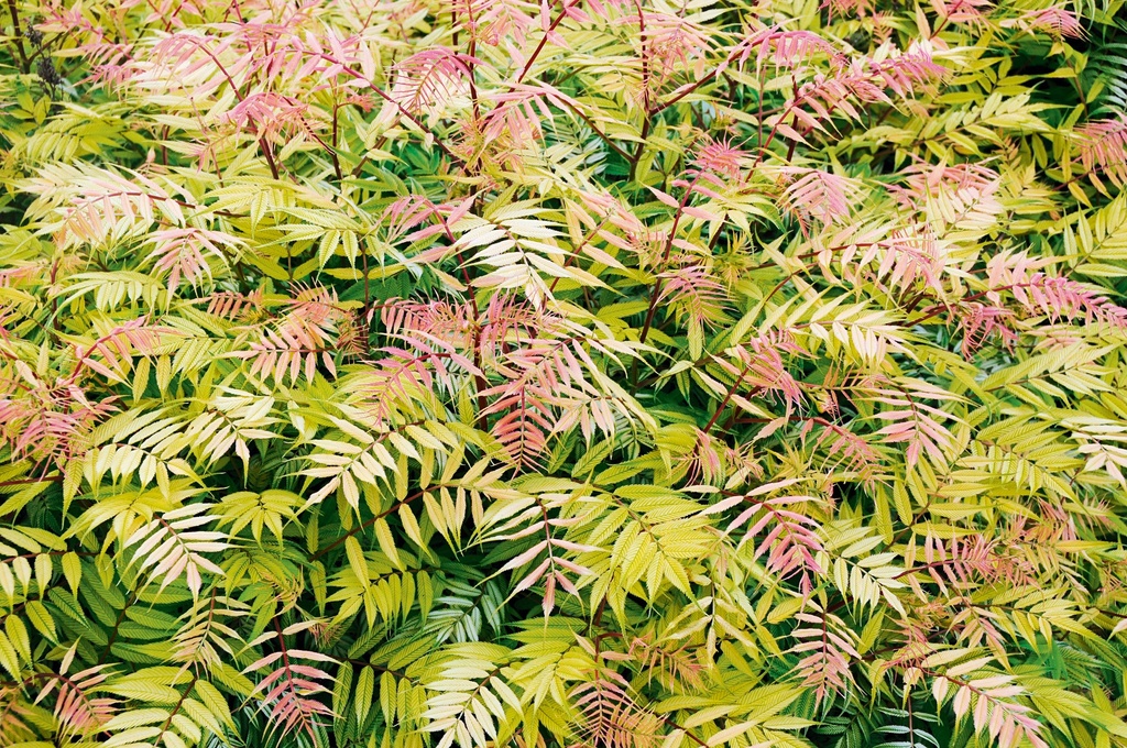 Sorbaria sorbifolia 'Sem'