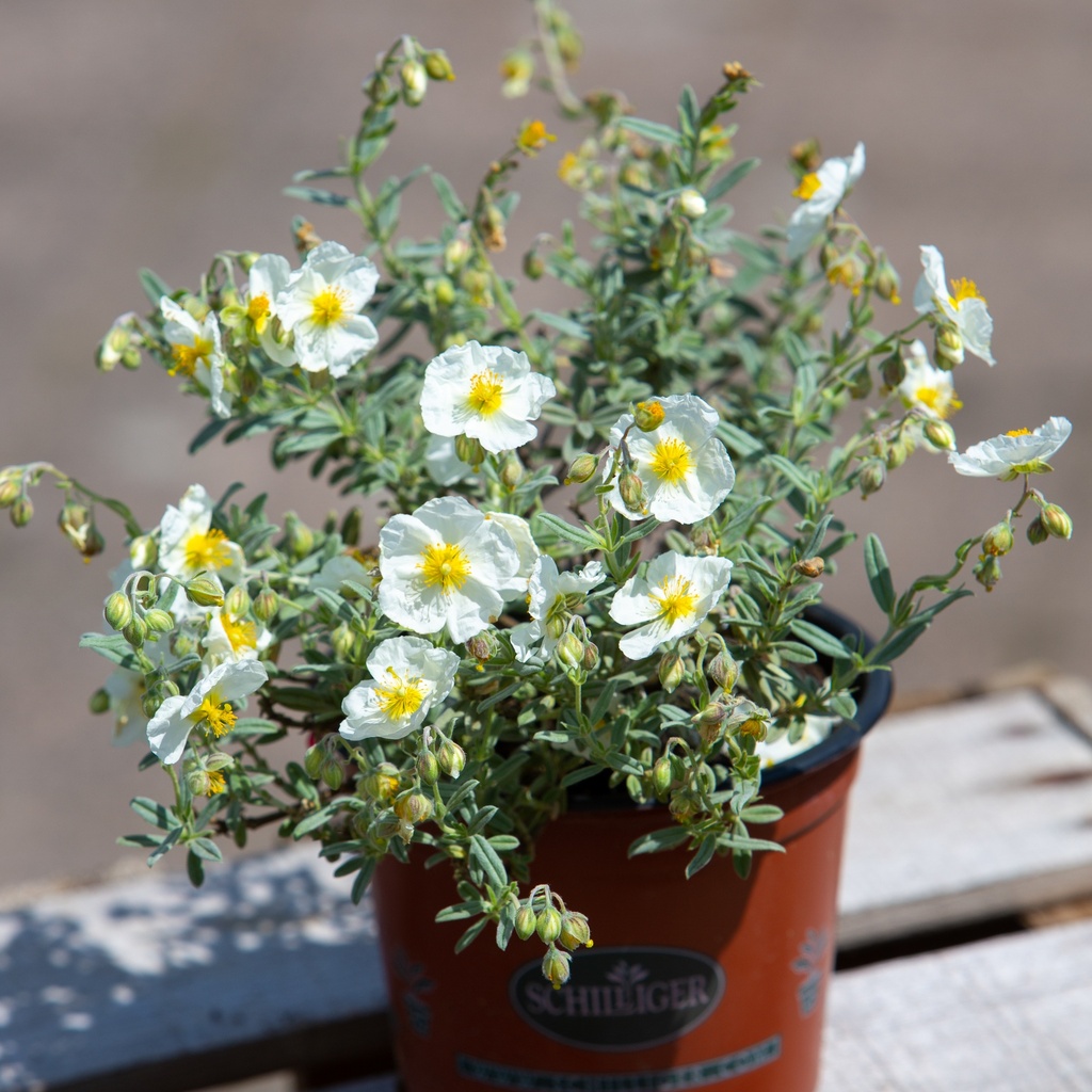 Helianthemum 'The Bride'