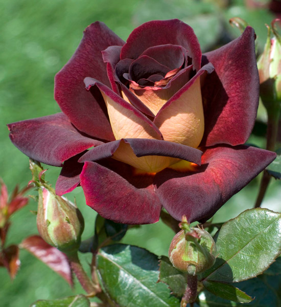 Rosier 'Eddy Mitchell'         NOUVEAUTE