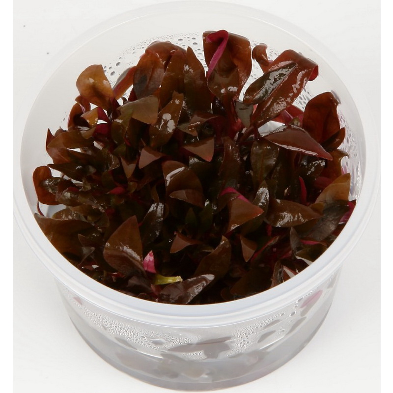 Alternanthera reineckii sp. Mini