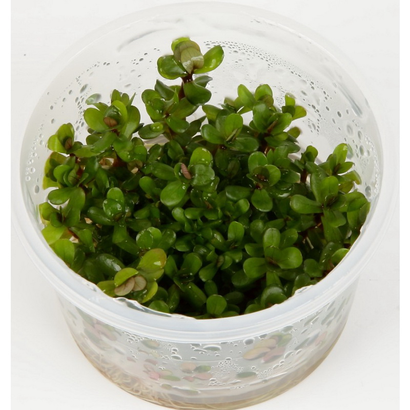 Rotala bonsai