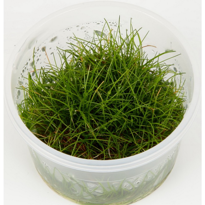 Eleocharis sp. Mini