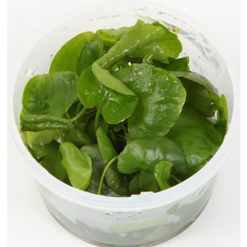 Nymphoides sp. Taiwan