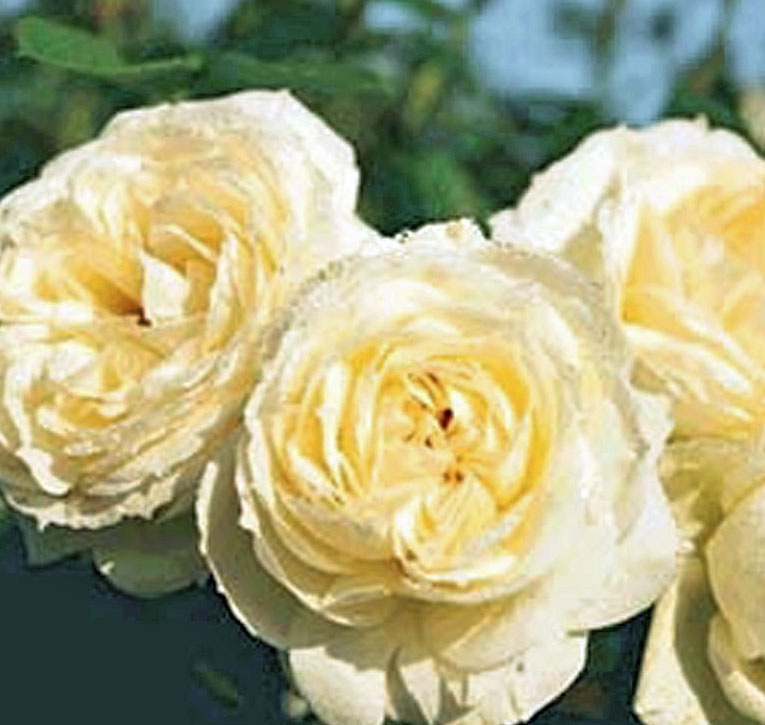 Rosier grimpant 'Mon Jardin et ma Maison'