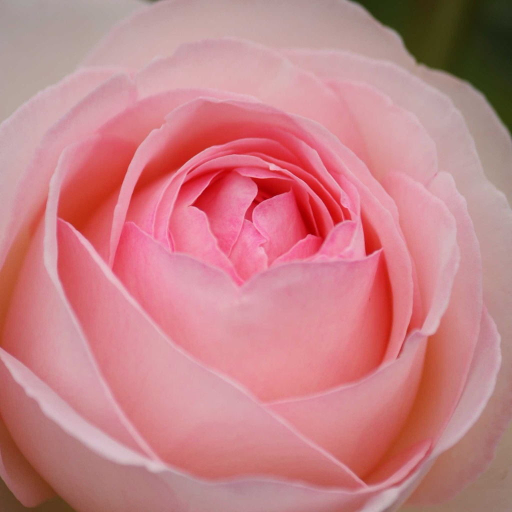 Rosier grimpant 'Pierre de Ronsard '