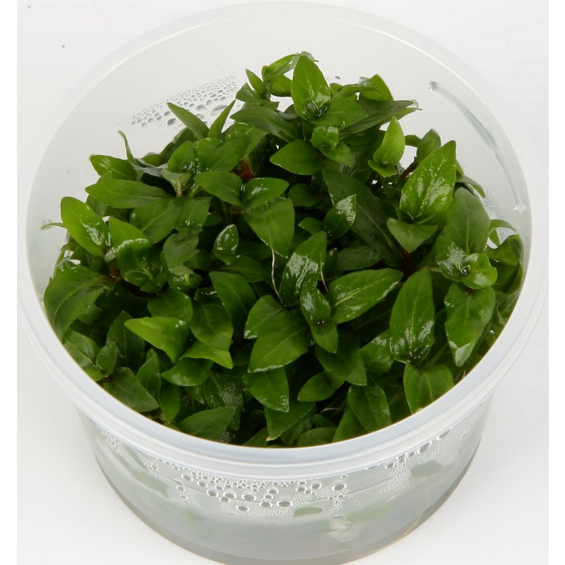 Staurogyne repens