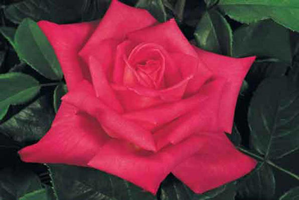 Rosier grimpant 'Lolita Lempicka'