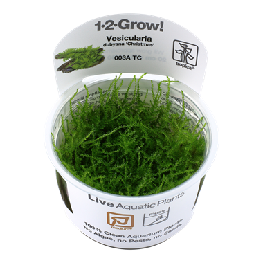 Vesicularia dubyana Christmas