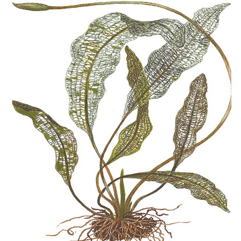 Aponogeton madagascariensis