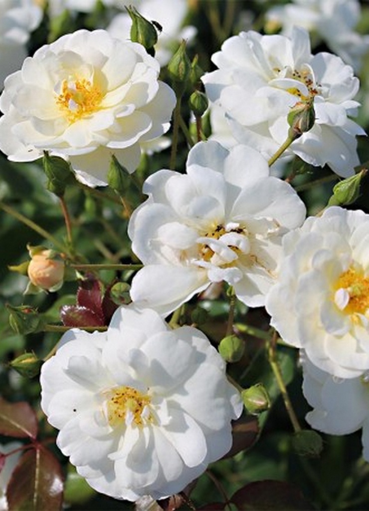 Rosier 1/2 tige 'Neige d'été'