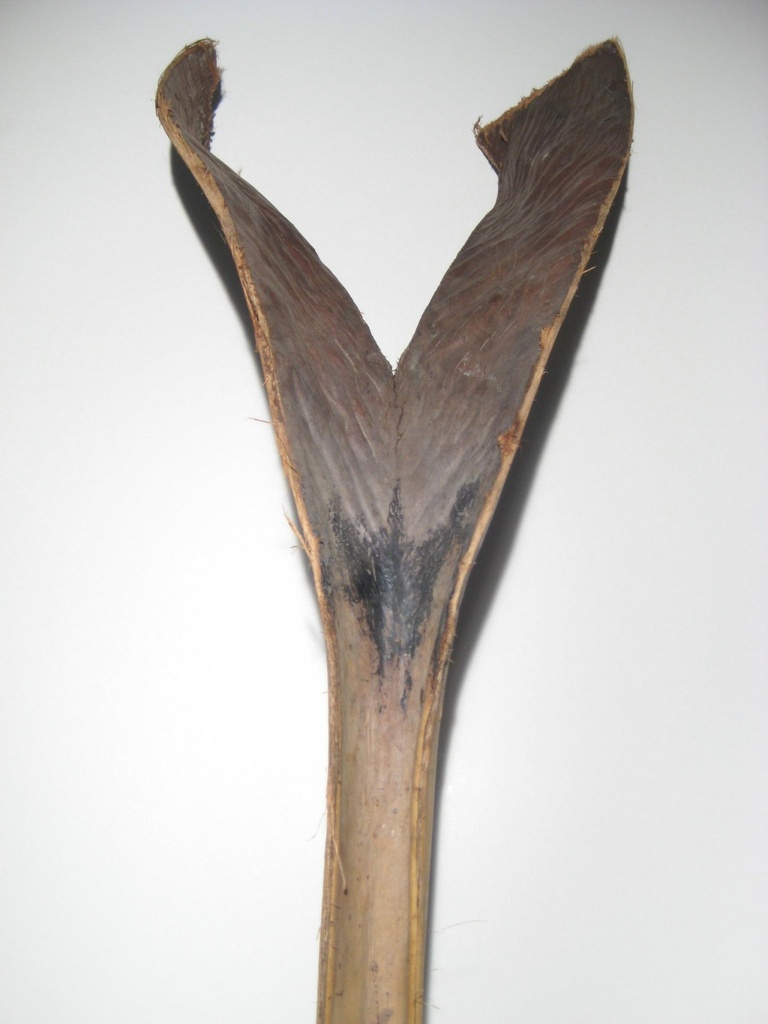 Palm Sing