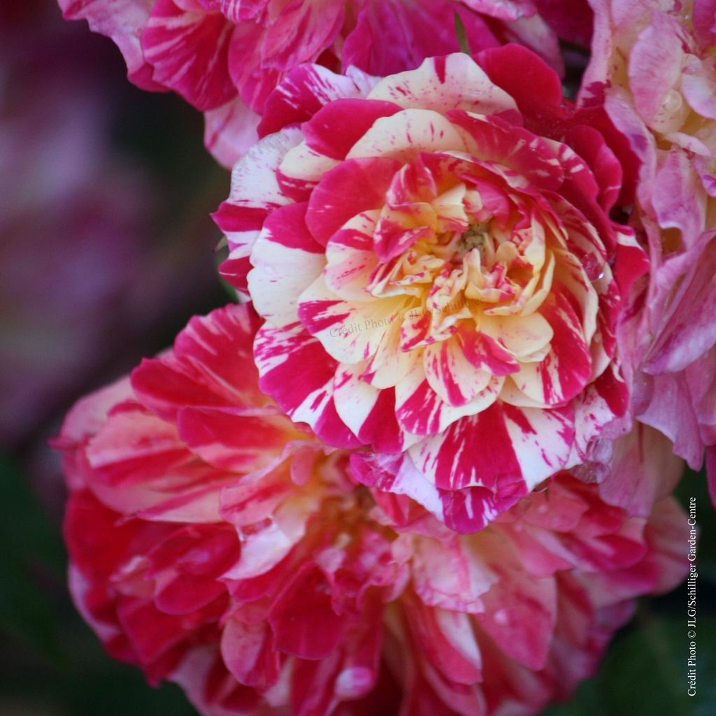 Rosier miniature 'Bigoudi'