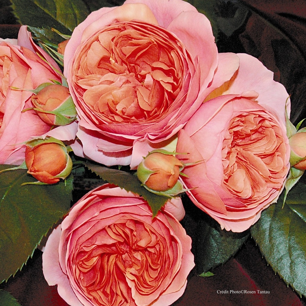 Rosier buisson 'Chippendale'