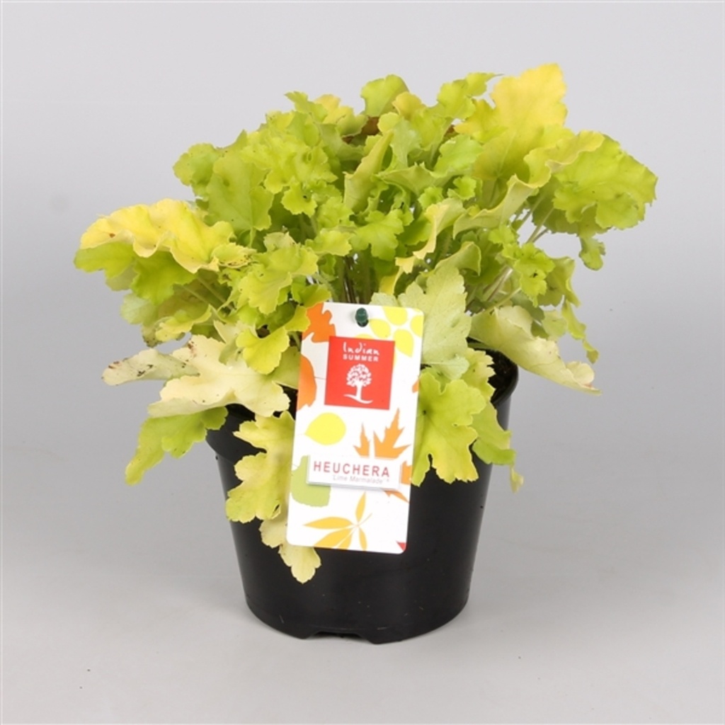 Heuchera 'Lime Marmelade'