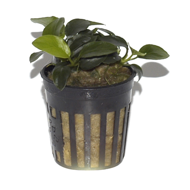 Anubias barteri v. nana petite