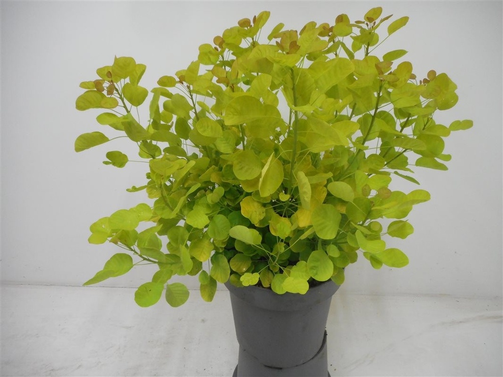 Cotinus coggygria 'Golden spirit'