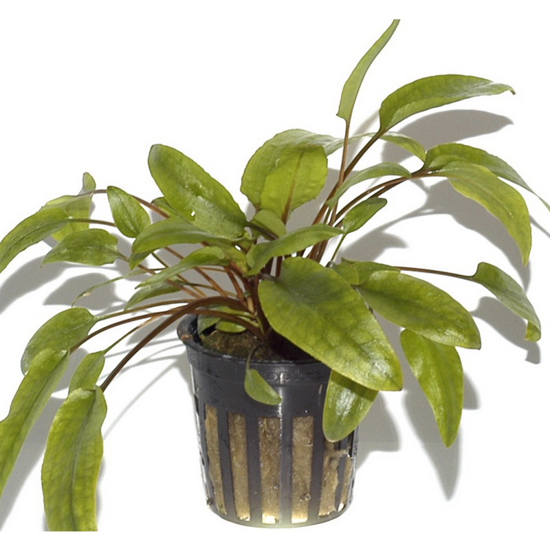 Cryptocoryne wendtii Green