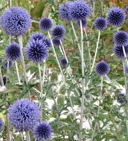 Echinops ritro 'Veitch Blue'