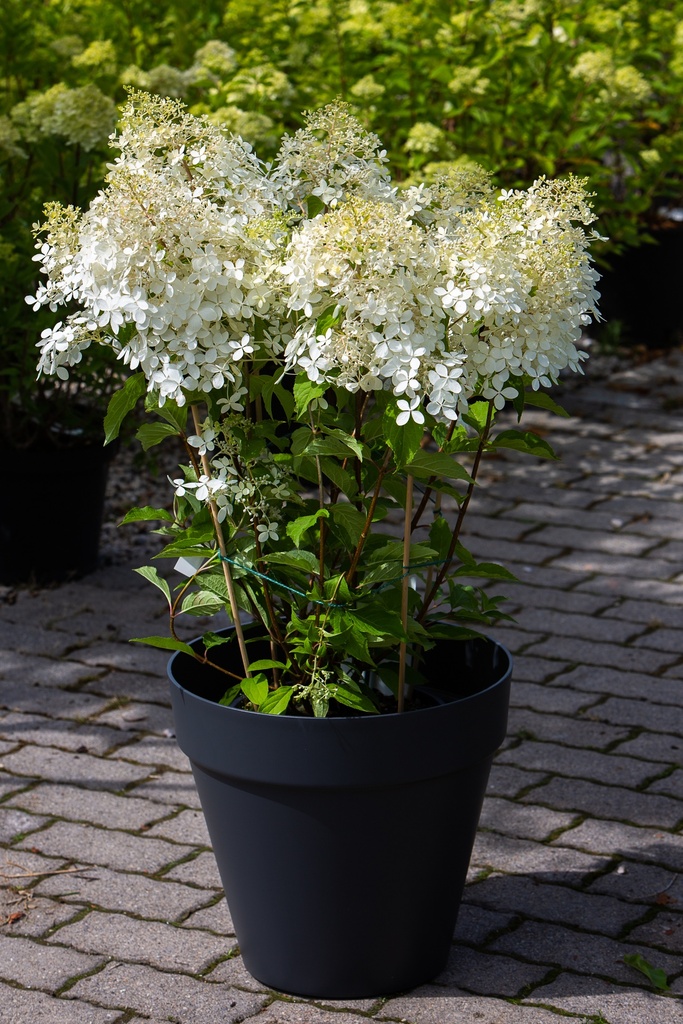 Hydrangea paniculata 'Phantom'