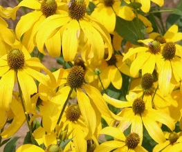 Rudbeckia nitida 'Herbstsonne'