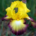 Iris germanica 'Dear Jean'