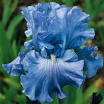 Iris germanica 'Delta Blues'