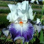Iris germanica 'Marbre Bleu'