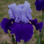 Iris germanica 'Proud Tradition'