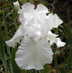 Iris germanica 'Skating Party'