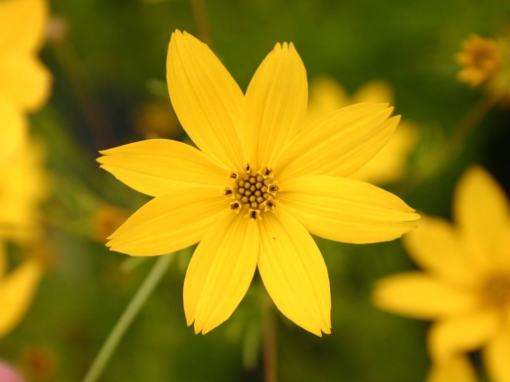 Coreopsis verticillata 'Zagreb'