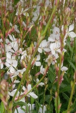 Gaura lindheimeri 'Snowstorm'