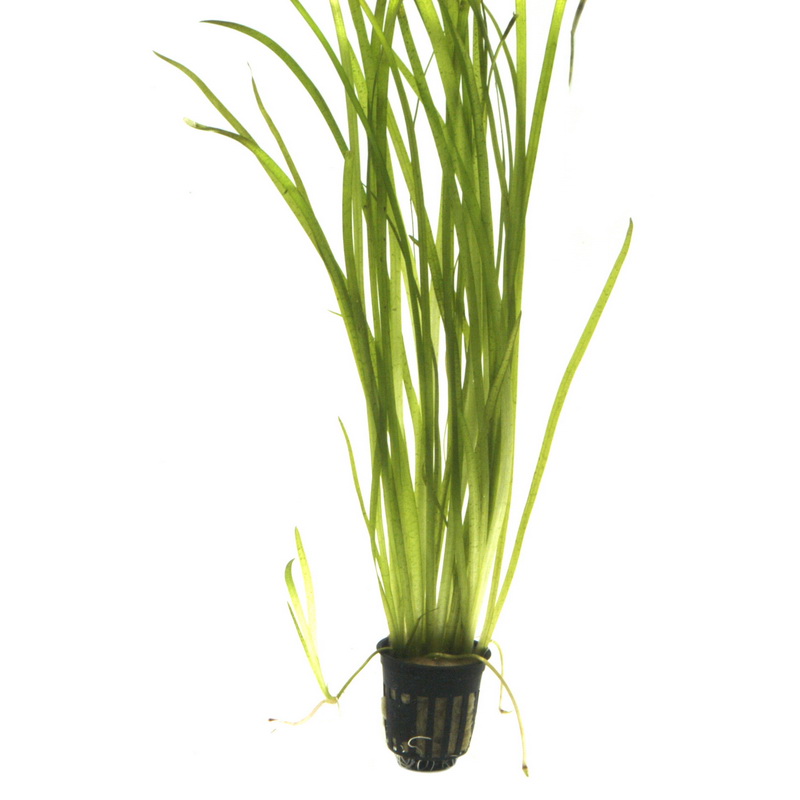 Vallisneria spiralis Tiger