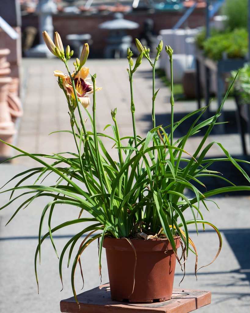 Hemerocallis