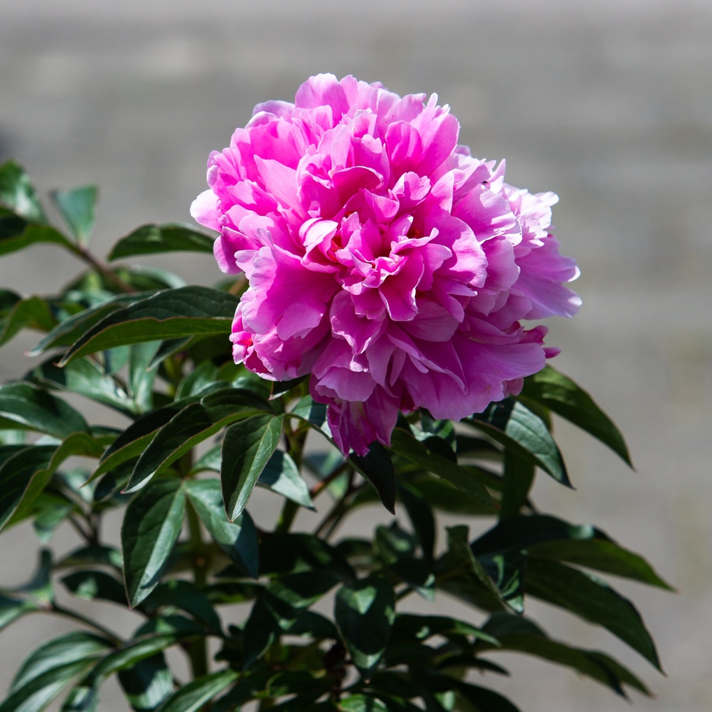 Paeonia lactiflora 'Dr Alexander Fleming'
