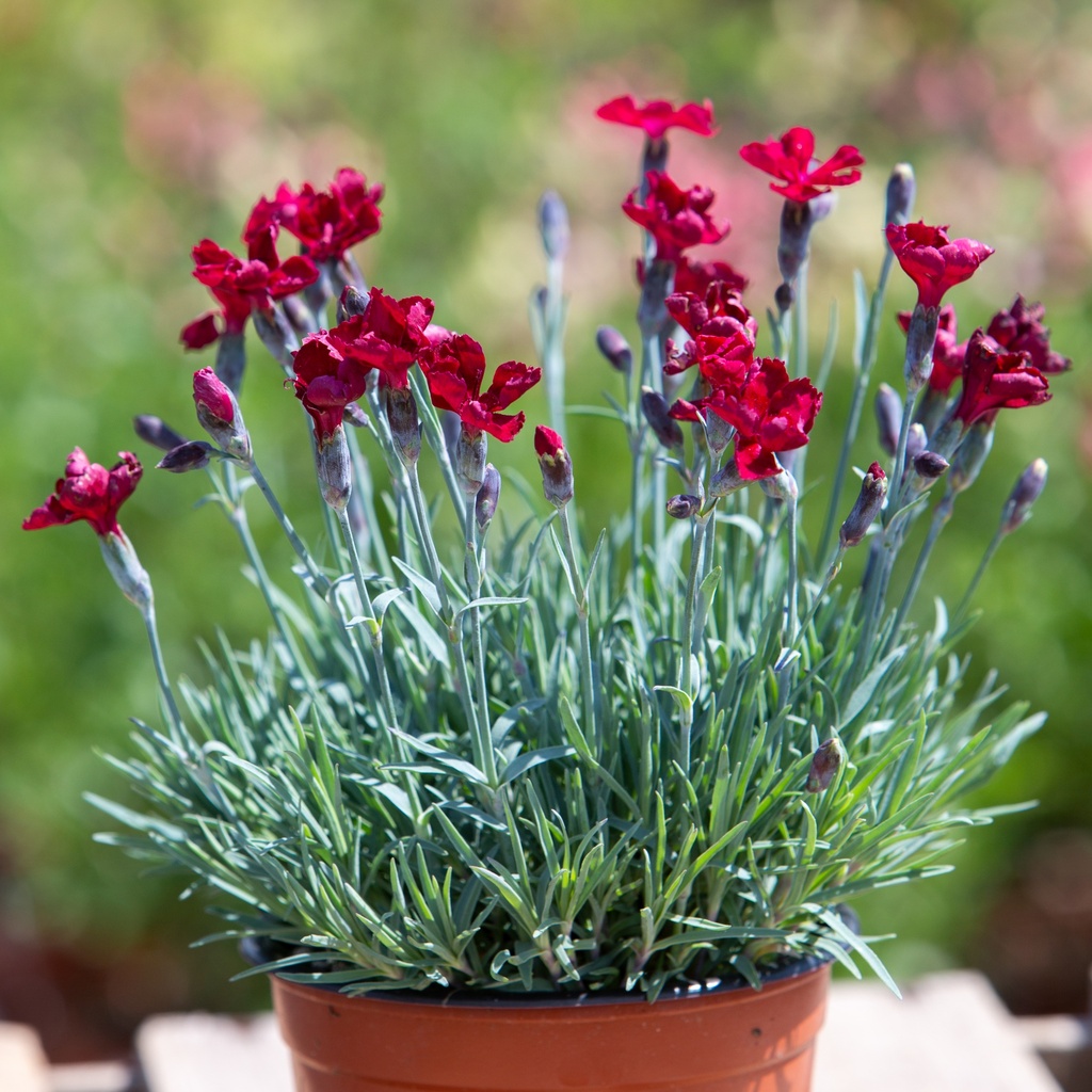 Dianthus gratianopolitanus 'Rubin'