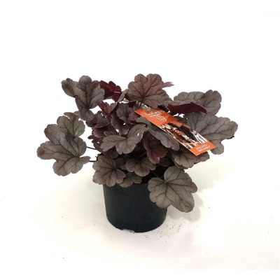 Heuchera 'Silver Scrolls'