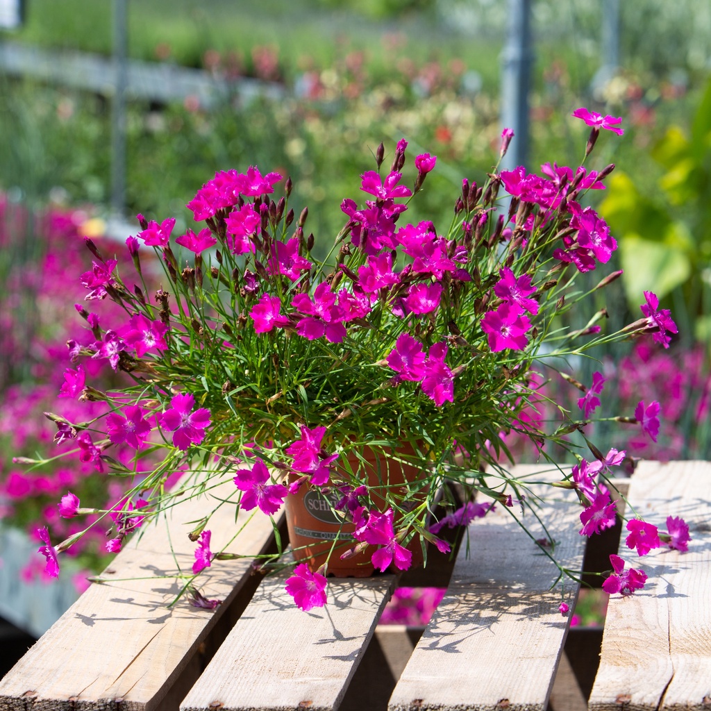 Dianthus 'Kahori'