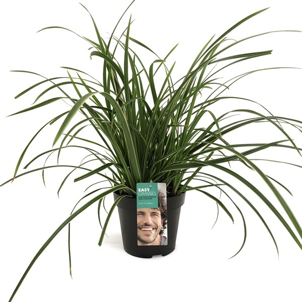 Carex morrowii 'Ice Dance'