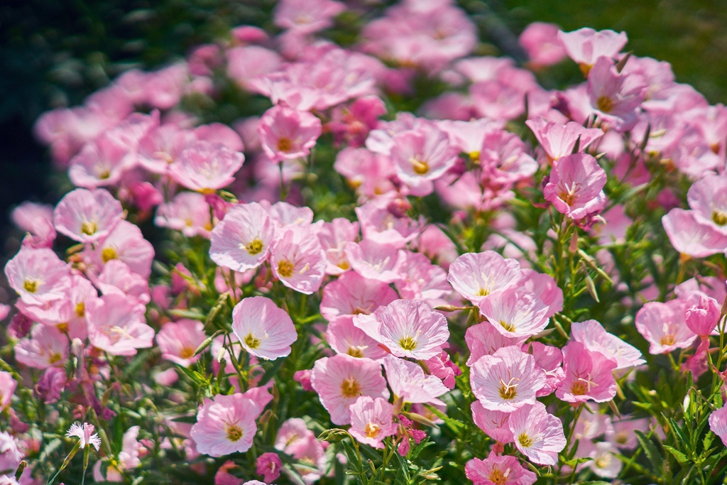 Oenothera speciosa 'Twilight'