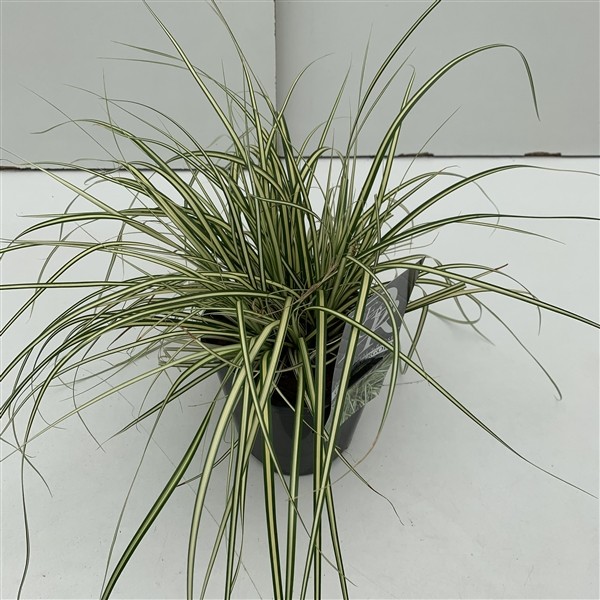 Carex hachijoensis 'Evergold'