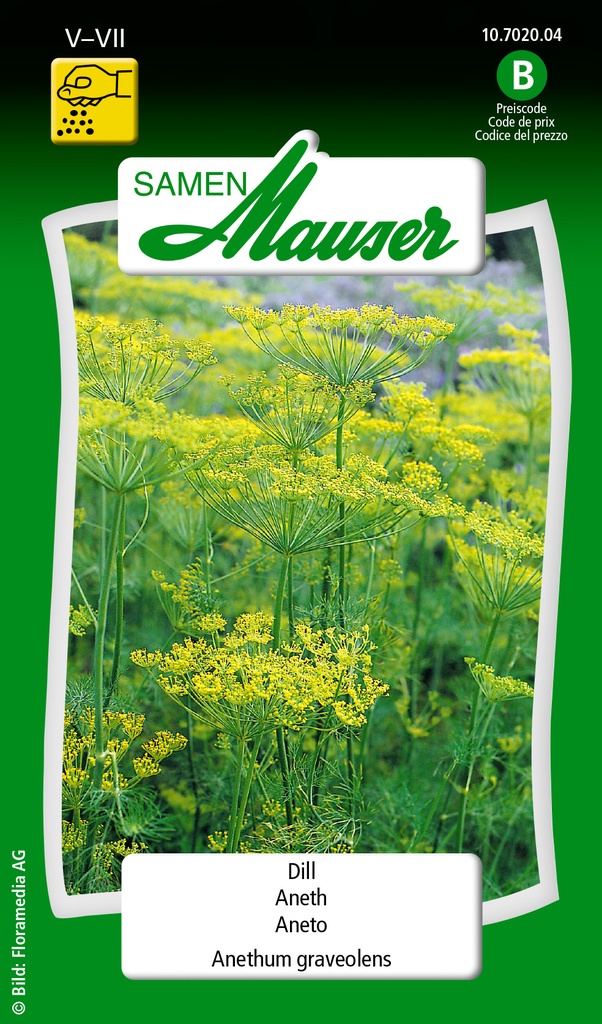 Aneth-Anethum graveolens