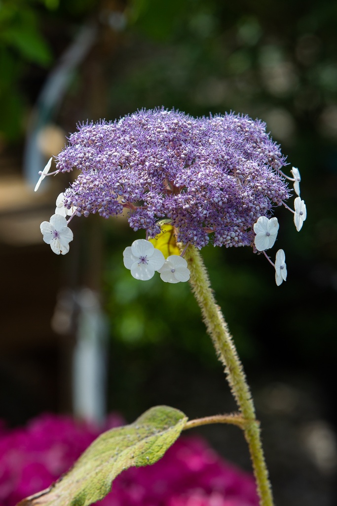Hydrangea aspera 'Sargentiana'