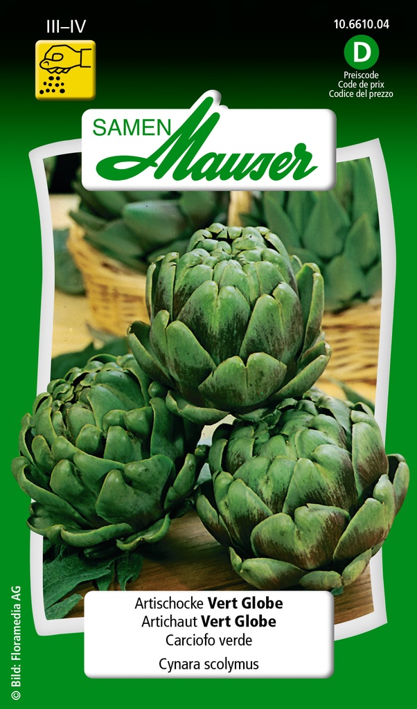 Artichaut vert globe
